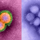 Illustration for article titled Scientists combine bird and swine flus to create mutant airborne virus